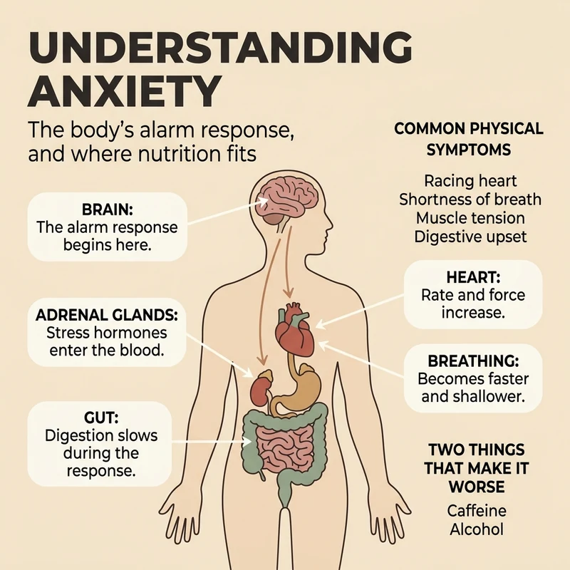 Calm clinical illustration of a human figure showing the brain, adrenal glands, heart and digestive tract with arrows tracing the stress response from brain to body